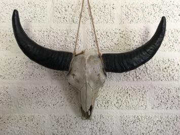 Schädel elfenbeinfarben mit schwarzen Hörnern, massivem Polystein